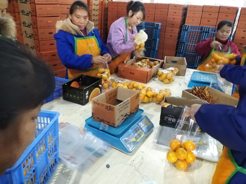 永兴冰糖橙好吃不上火果粒更青春。一件代发包邮，西五省不包