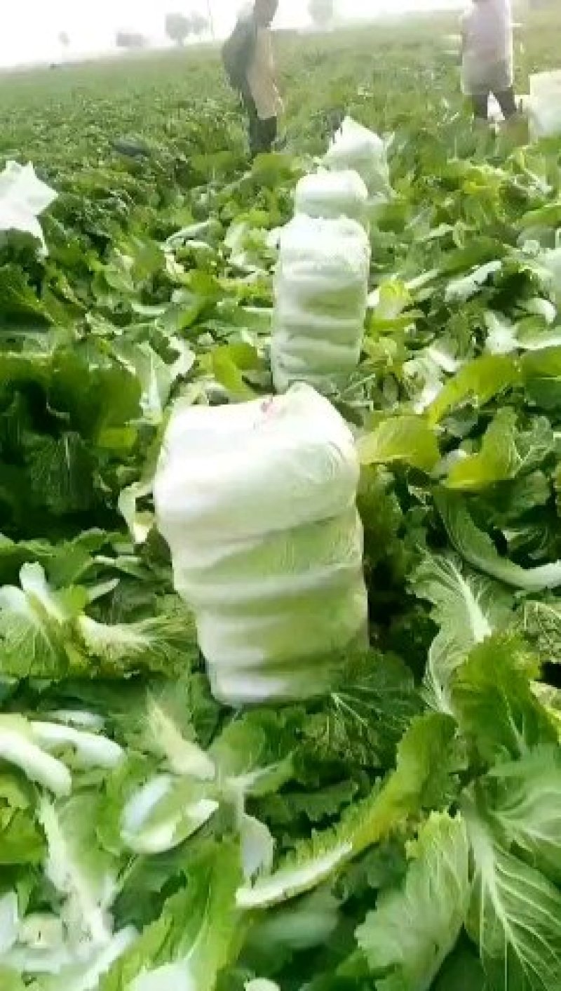 河北玉田北京三号大白菜散装袋装均有一手货源质量优益
