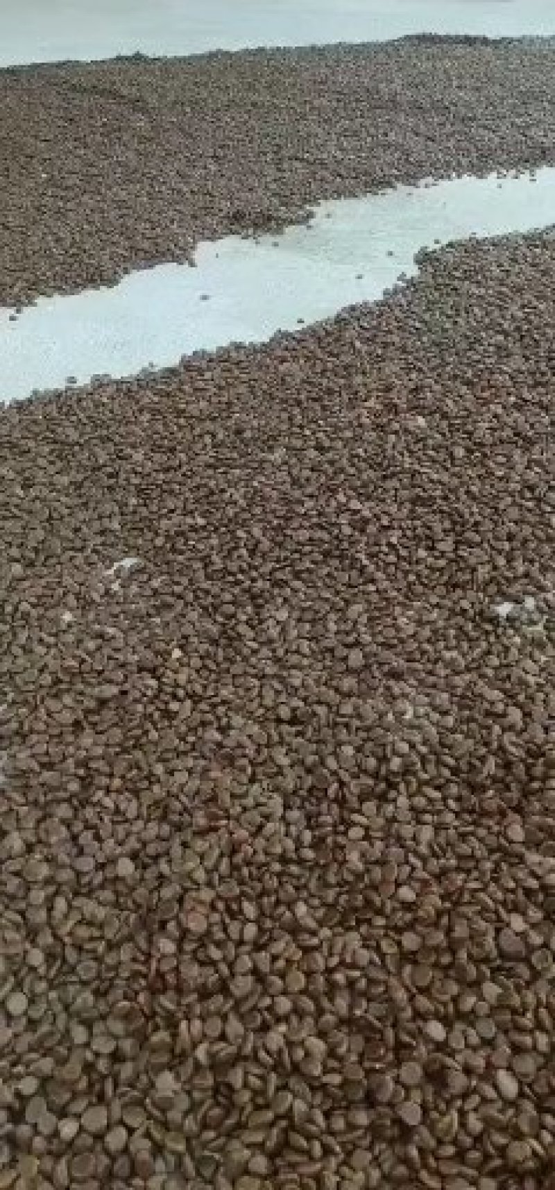 布福娜，黑老虎种子纯品种