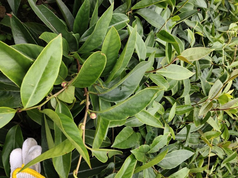 布福娜，黑老虎种子纯品种