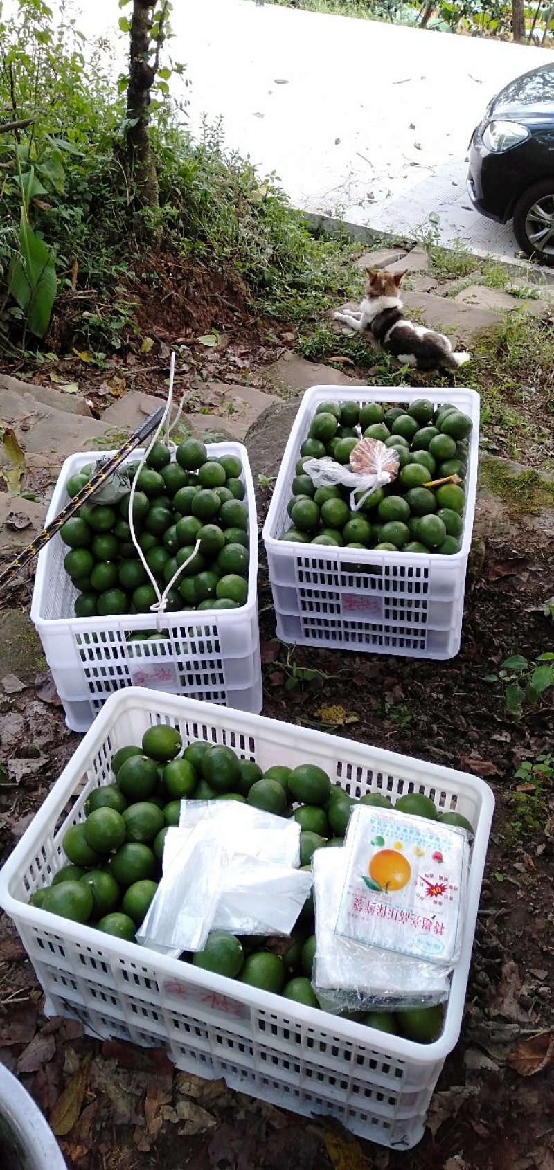 精品青柠檬无籽新鲜孕妇水果榨汁一件代发