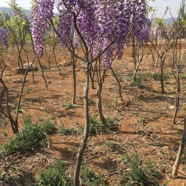 紫藤种苗，丰花紫藤苗，多花紫藤苗。基地直供现挖现卖