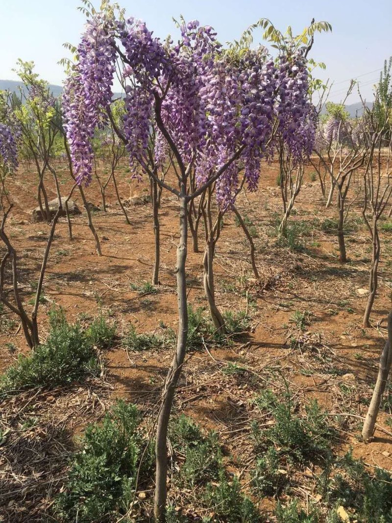 紫藤种苗，丰花紫藤苗，多花紫藤苗。基地直供现挖现卖