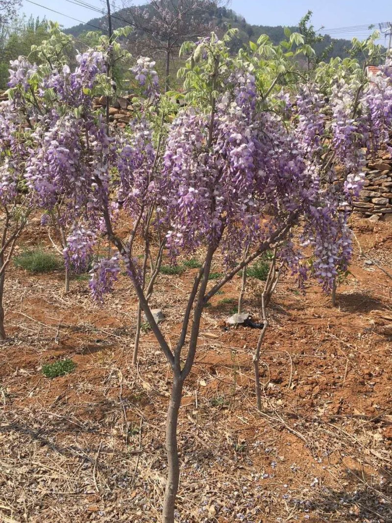 紫藤种苗，丰花紫藤苗，多花紫藤苗。基地直供现挖现卖