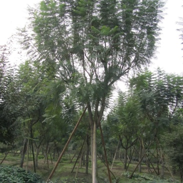 蓝花楹,蓝雾树,紫云木,四川蓝花楹价格,成都蓝花楹批发