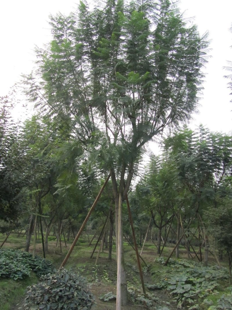 蓝花楹，蓝雾树，紫云木，四川蓝花楹价格，成都蓝花楹批发