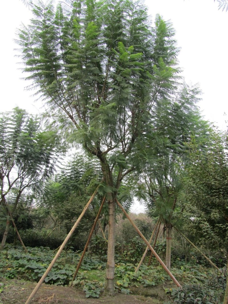 蓝花楹，蓝雾树，紫云木，四川蓝花楹价格，成都蓝花楹批发