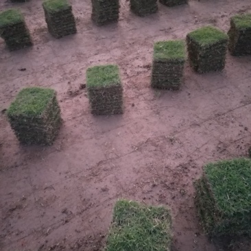 草皮