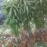 春雪蜜桃苗早熟蜜桃苗蜜桃嫁接苗保湿发货