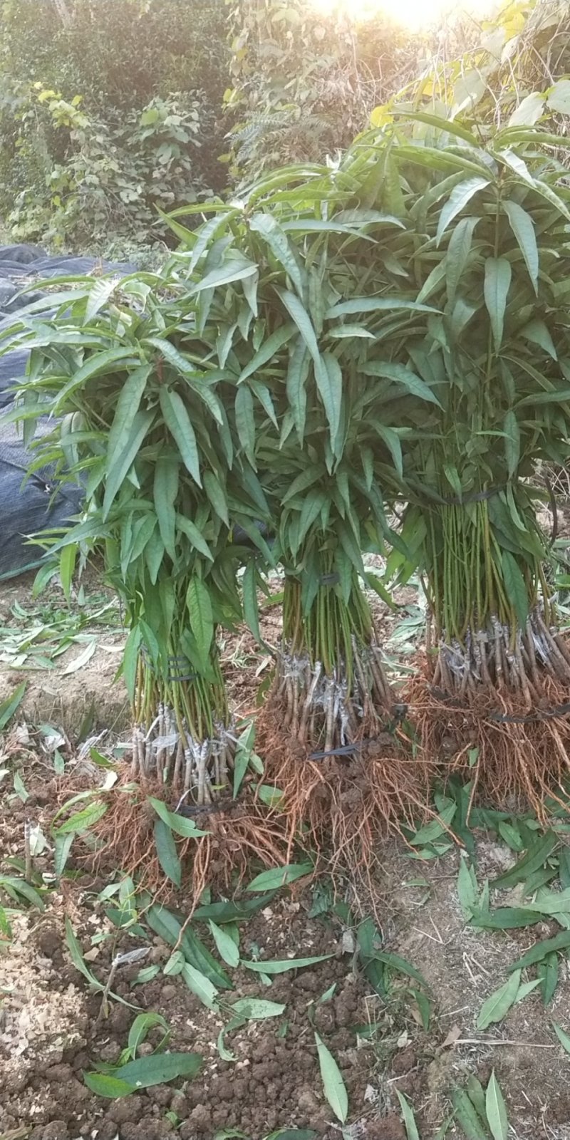 春雪蜜桃苗早熟蜜桃苗蜜桃嫁接苗保湿发货