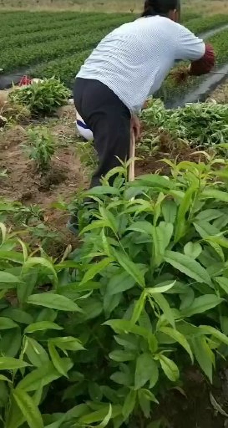 春雪蜜桃苗早熟蜜桃苗蜜桃嫁接苗保湿发货