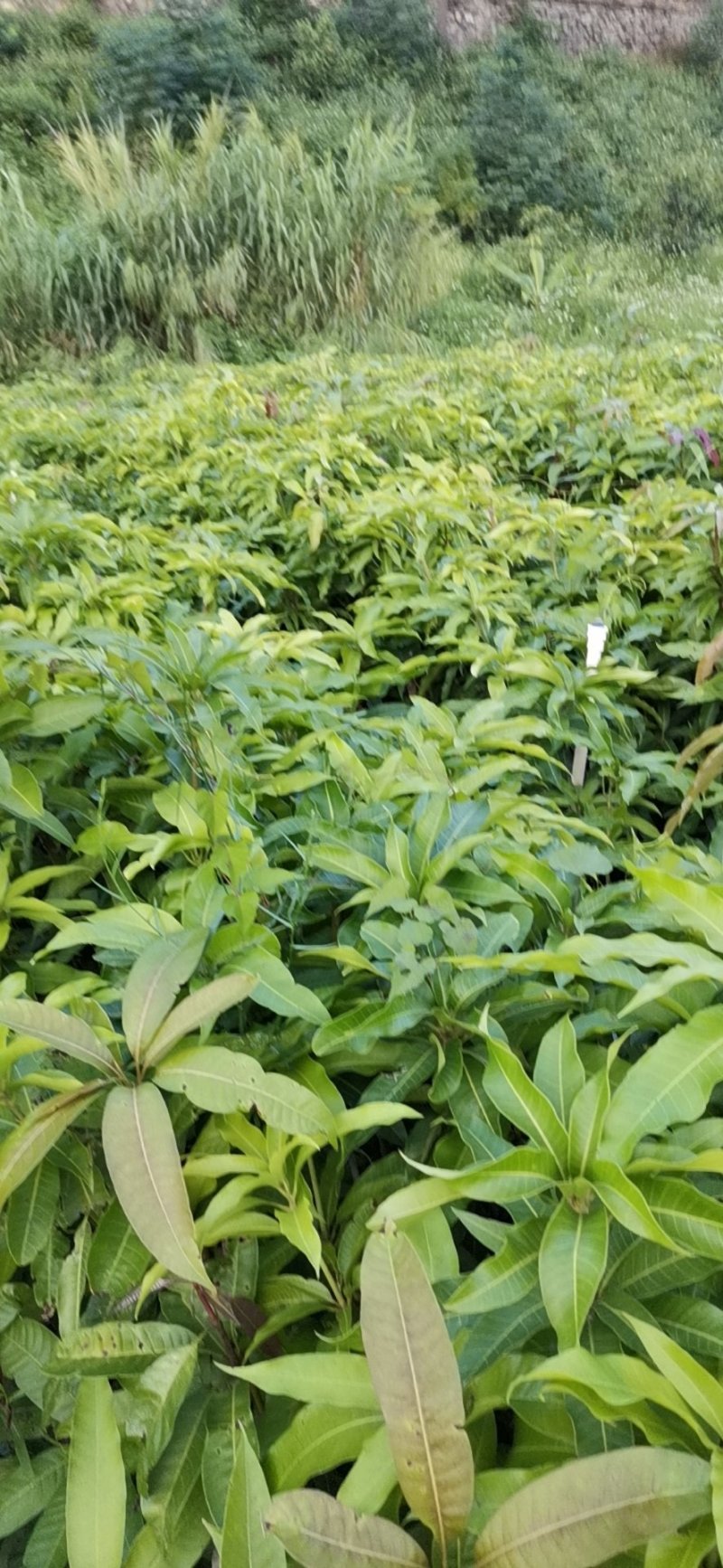 台农芒果苗芒果苗