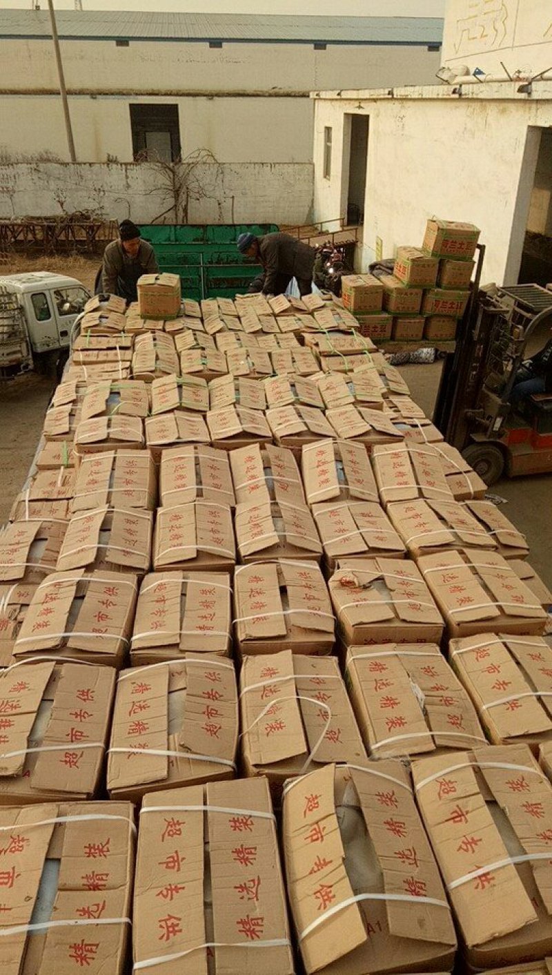 黄心土豆大量供应中，质量可靠支持全国发货
