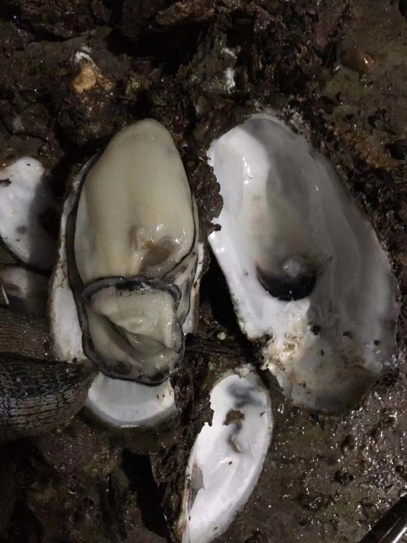 产地直销鲜活生蚝