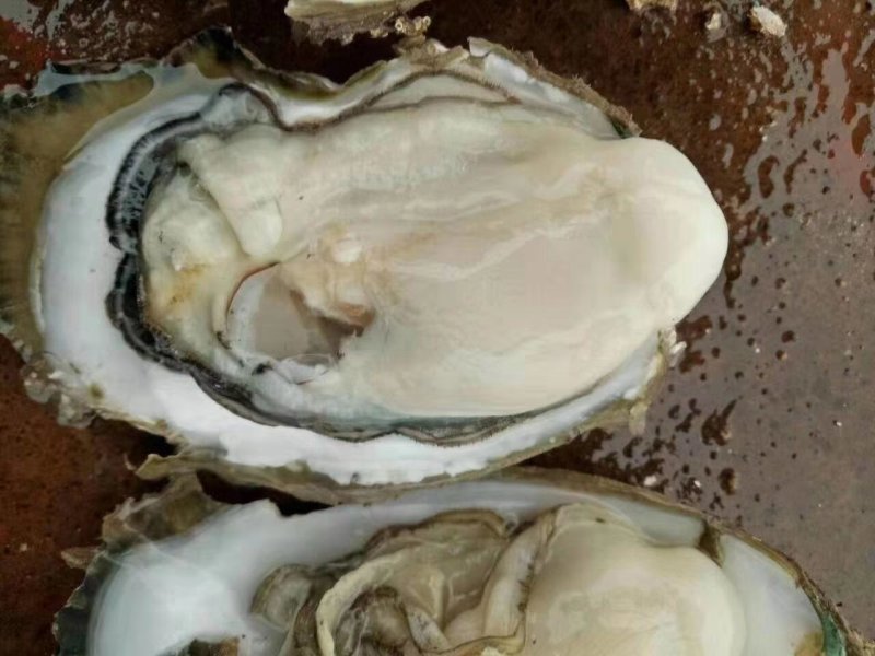 产地直销鲜活生蚝