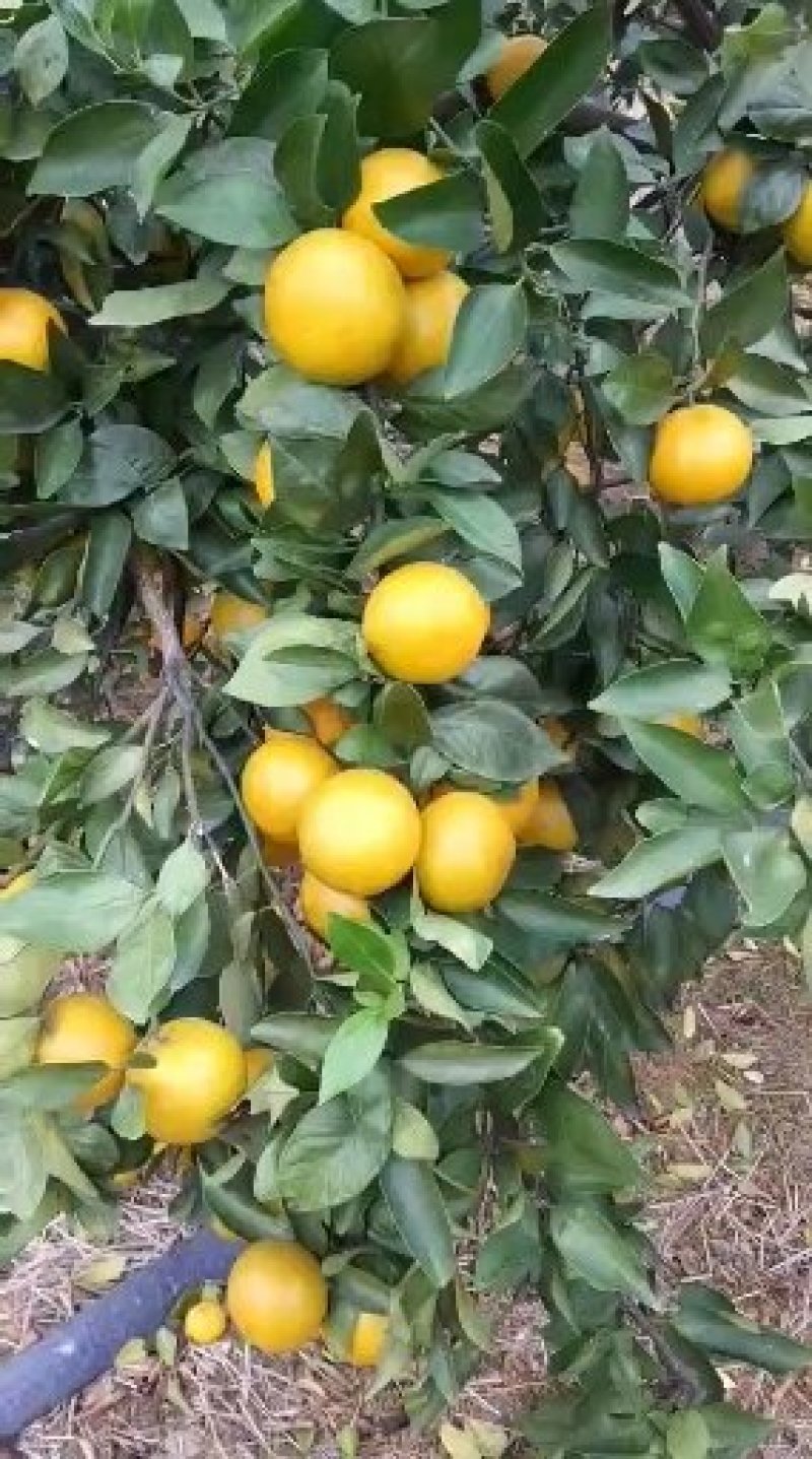富川县贡柑，又称皇帝柑。桔子美味，相约富川，不催熟，现摘