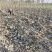 梓树小苗梓树基地直供成活率高死苗补发寸白装车视