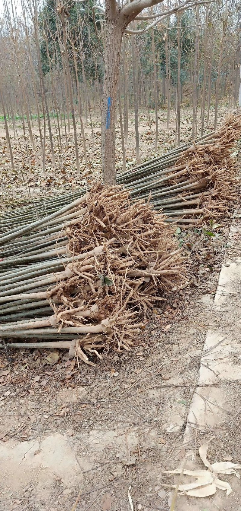 梓树小苗梓树基地直供成活率高死苗补发寸白装车视