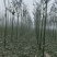 梓树小苗梓树基地直供成活率高死苗补发寸白装车视