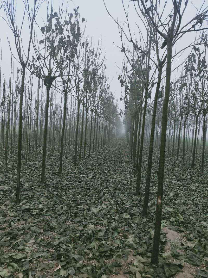 梓树小苗梓树基地直供成活率高死苗补发寸白装车视