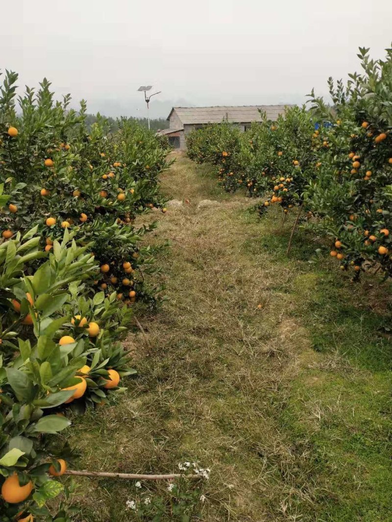 富川县贡柑，又称皇帝柑。桔子美味，相约富川，不催熟，现摘