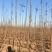 优质楸树根基地直供免费技术指导拍装车视频