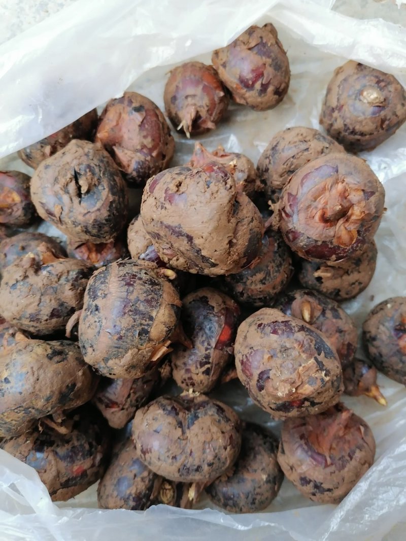 云南文山红甸马蹄大量批发