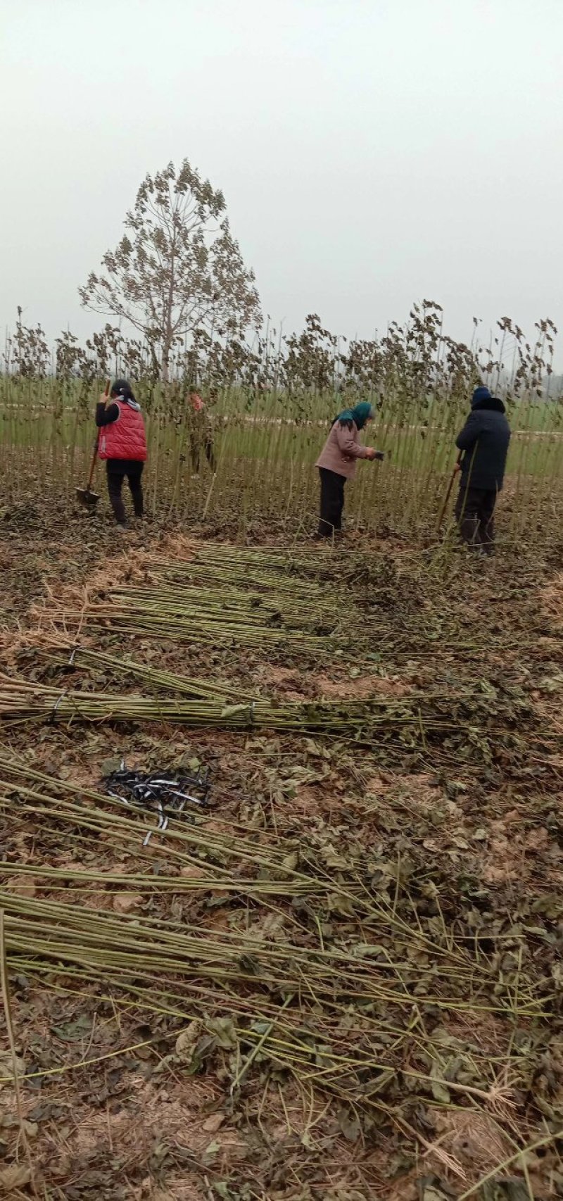 优质梓树苗成活率高死苗补发拍装车视频免费技术指导
