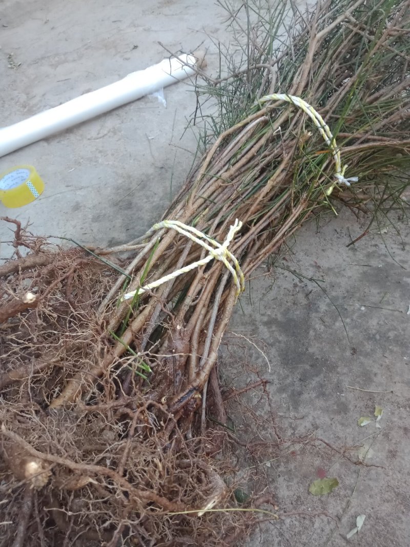 【有好货】大山里自然生长的迎春花，无人工培育纯野生产地直供