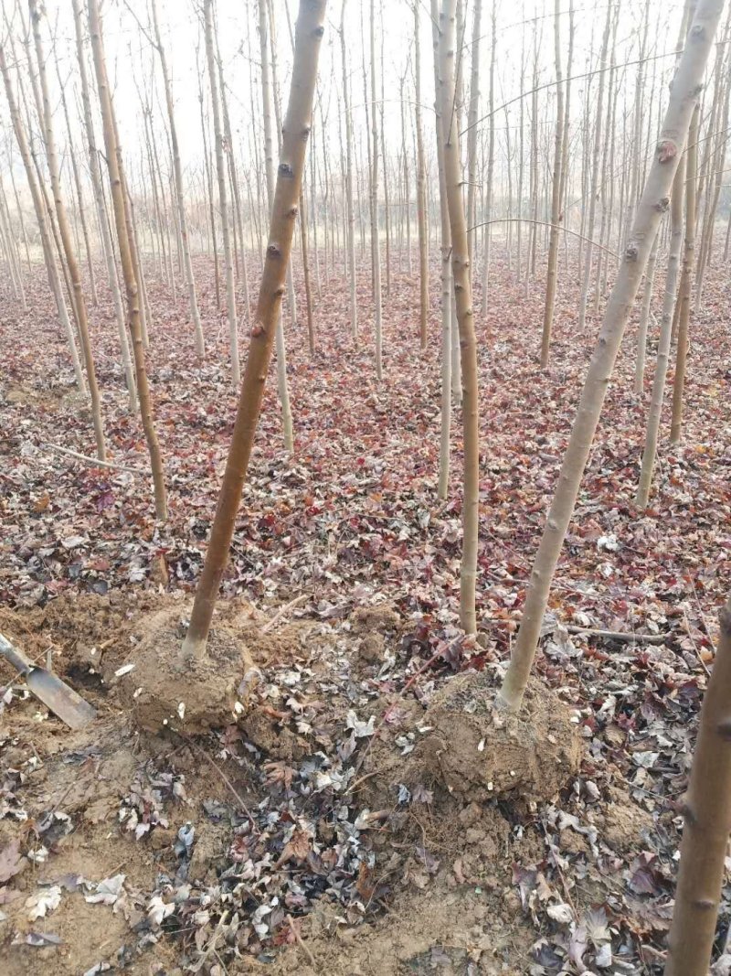 北美红枫，秋火焰红枫米径2—4公分自家苗圃持续上车