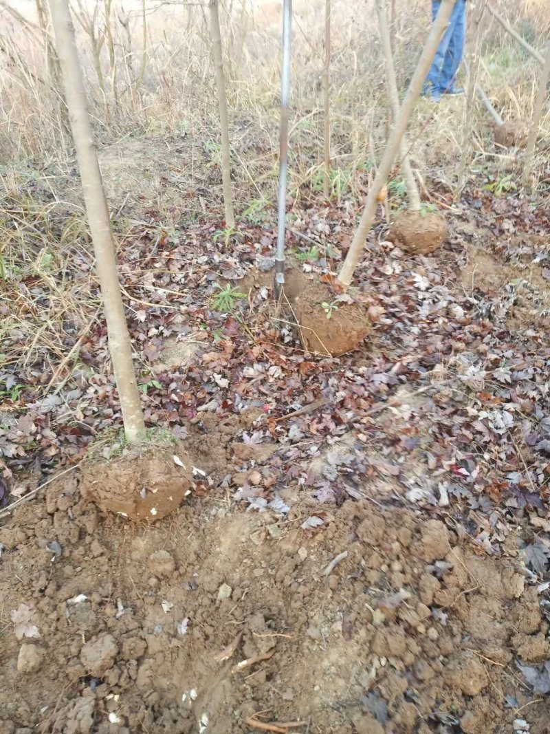 北美红枫，秋火焰红枫米径2—4公分自家苗圃持续上车