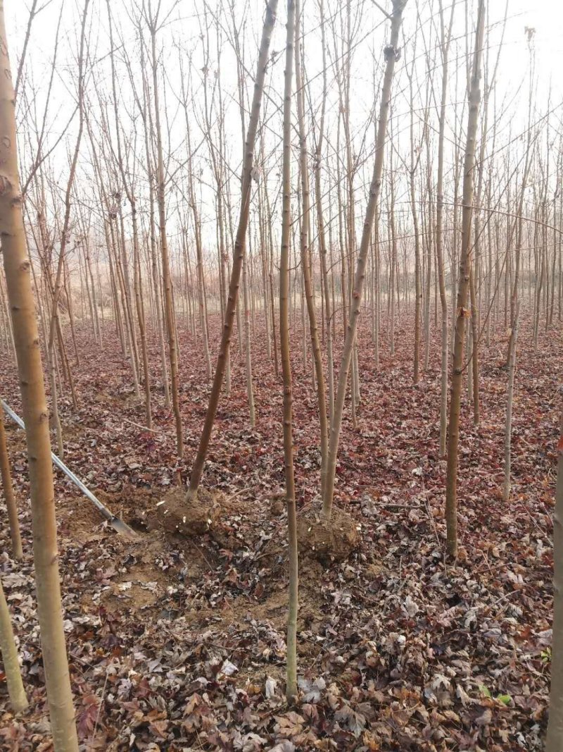 北美红枫，秋火焰红枫米径2—4公分自家苗圃持续上车