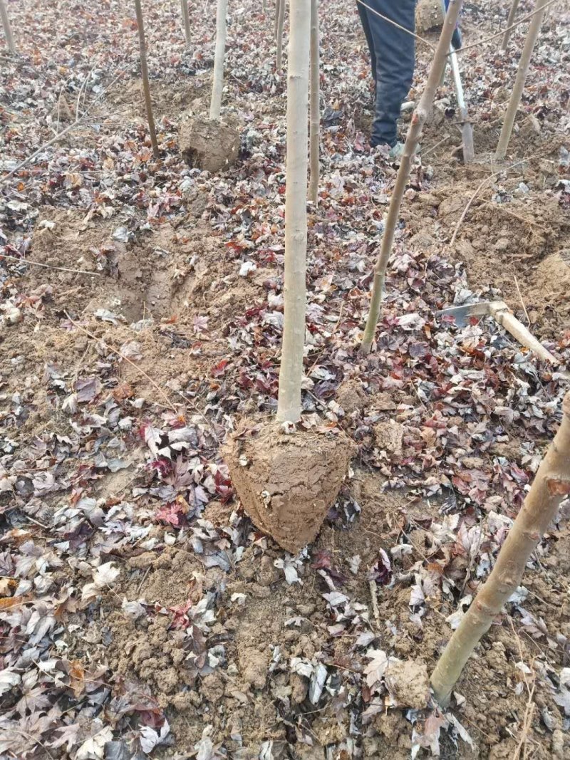 北美红枫，秋火焰红枫米径2—4公分自家苗圃持续上车