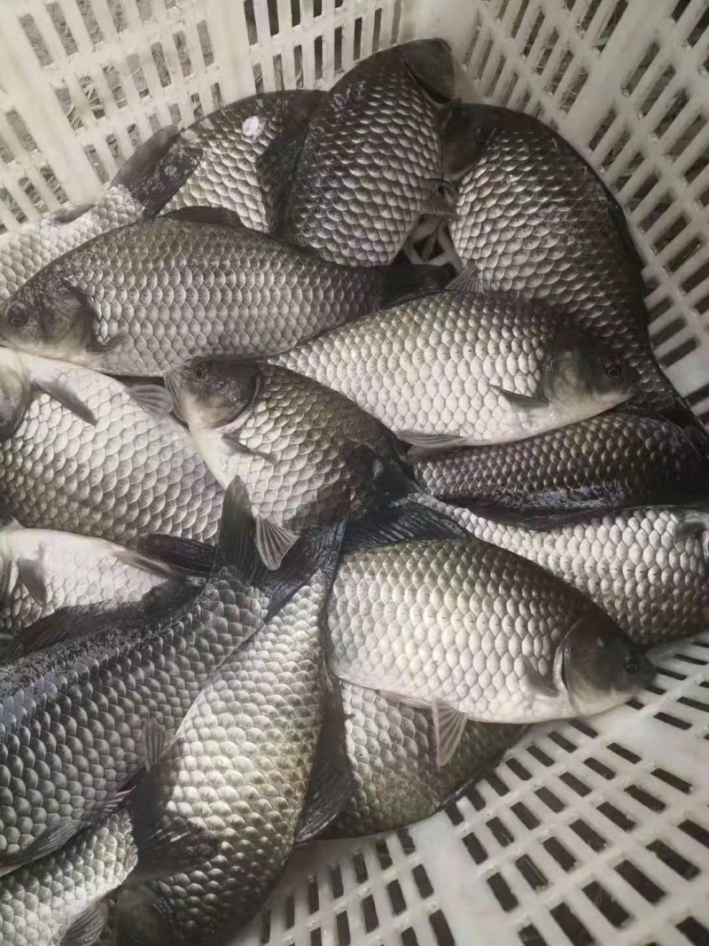 麻鲫，中科，湘鲫，白龙鲫