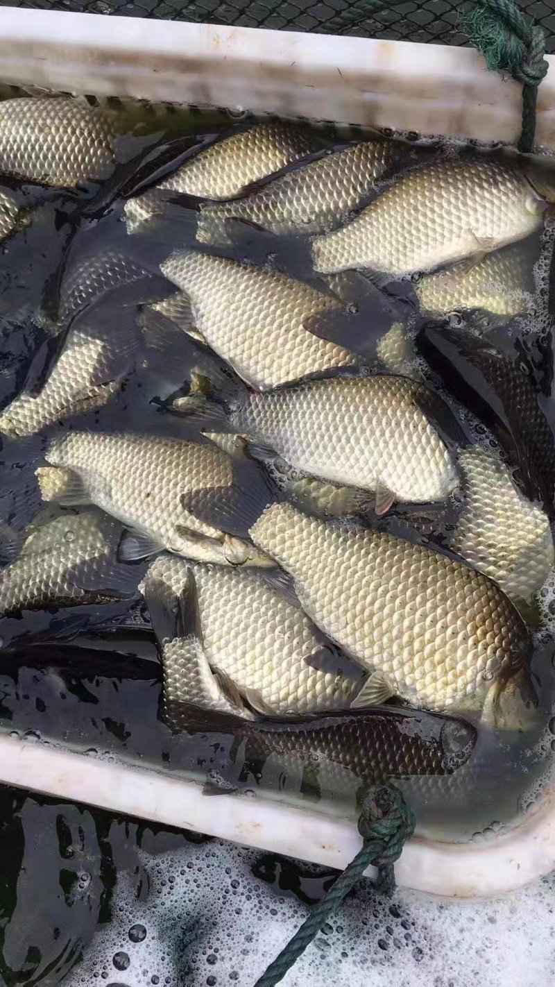 麻鲫，中科，湘鲫，白龙鲫