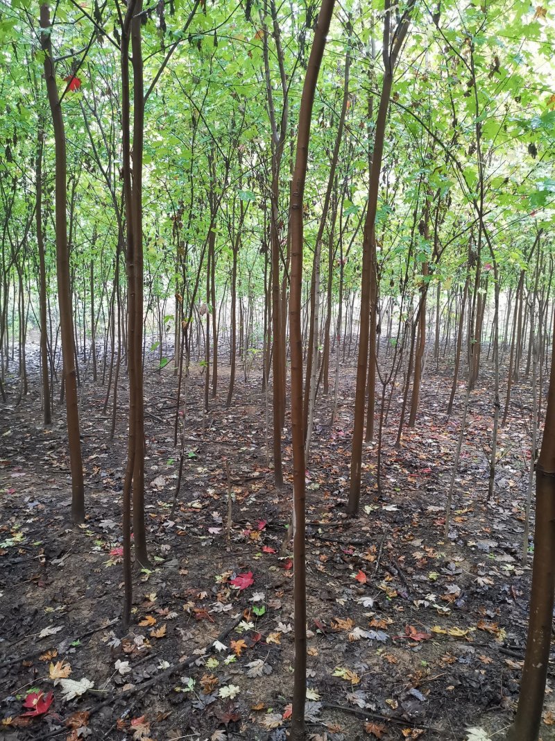 北美红枫，秋火焰红枫米径2—4公分自家苗圃持续上车