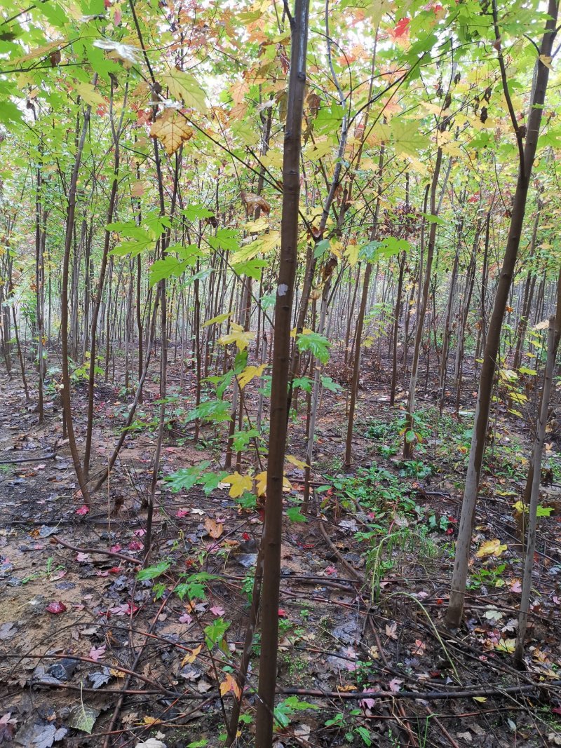 北美红枫，秋火焰红枫米径2—4公分自家苗圃持续上车