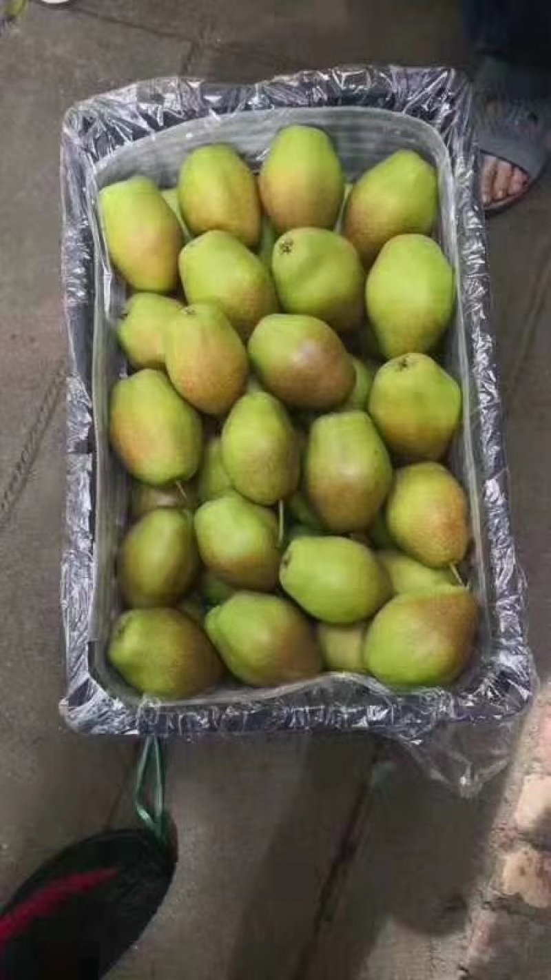 红香酥梨光果300~350g