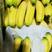 常年供应，微商，电商，批发商，四季精品香蕉🍌