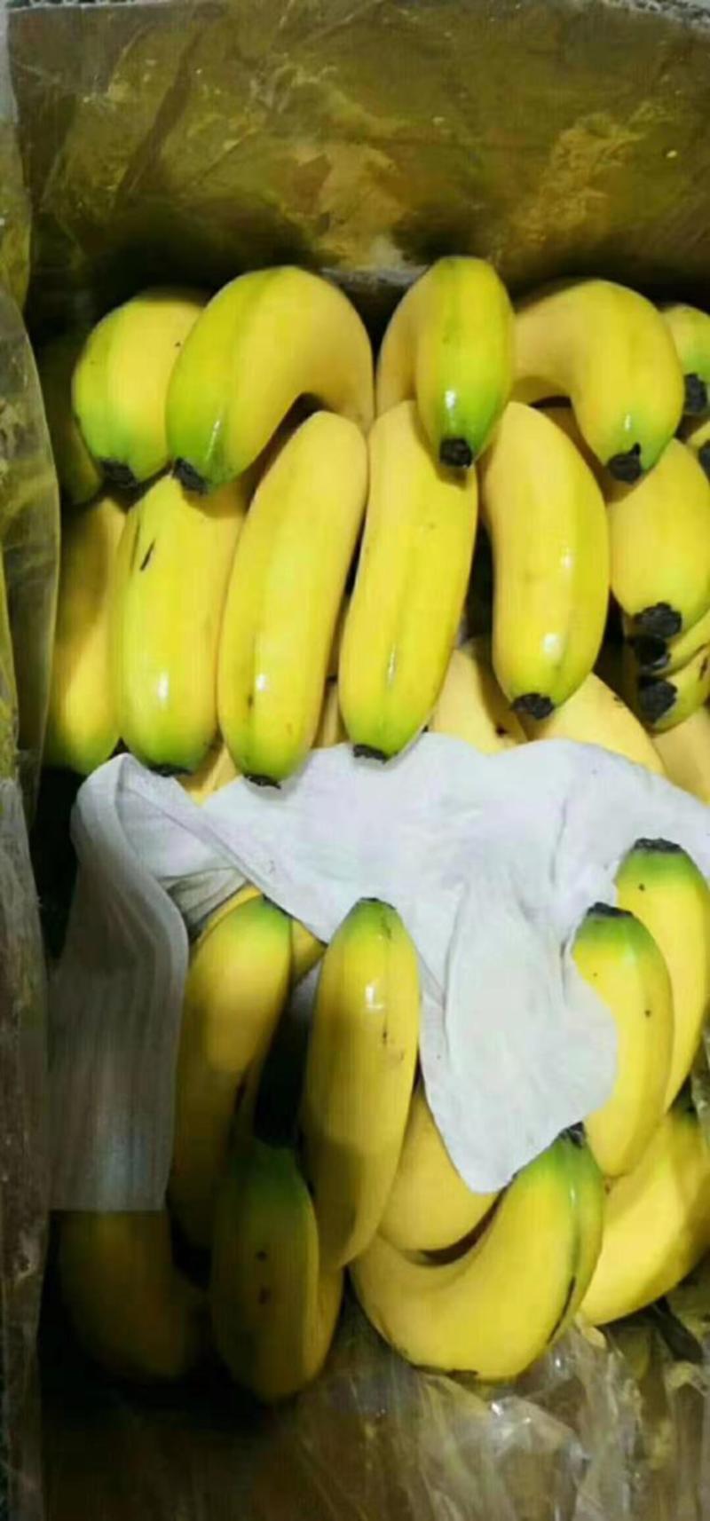 常年供应，微商，电商，批发商，四季精品香蕉🍌
