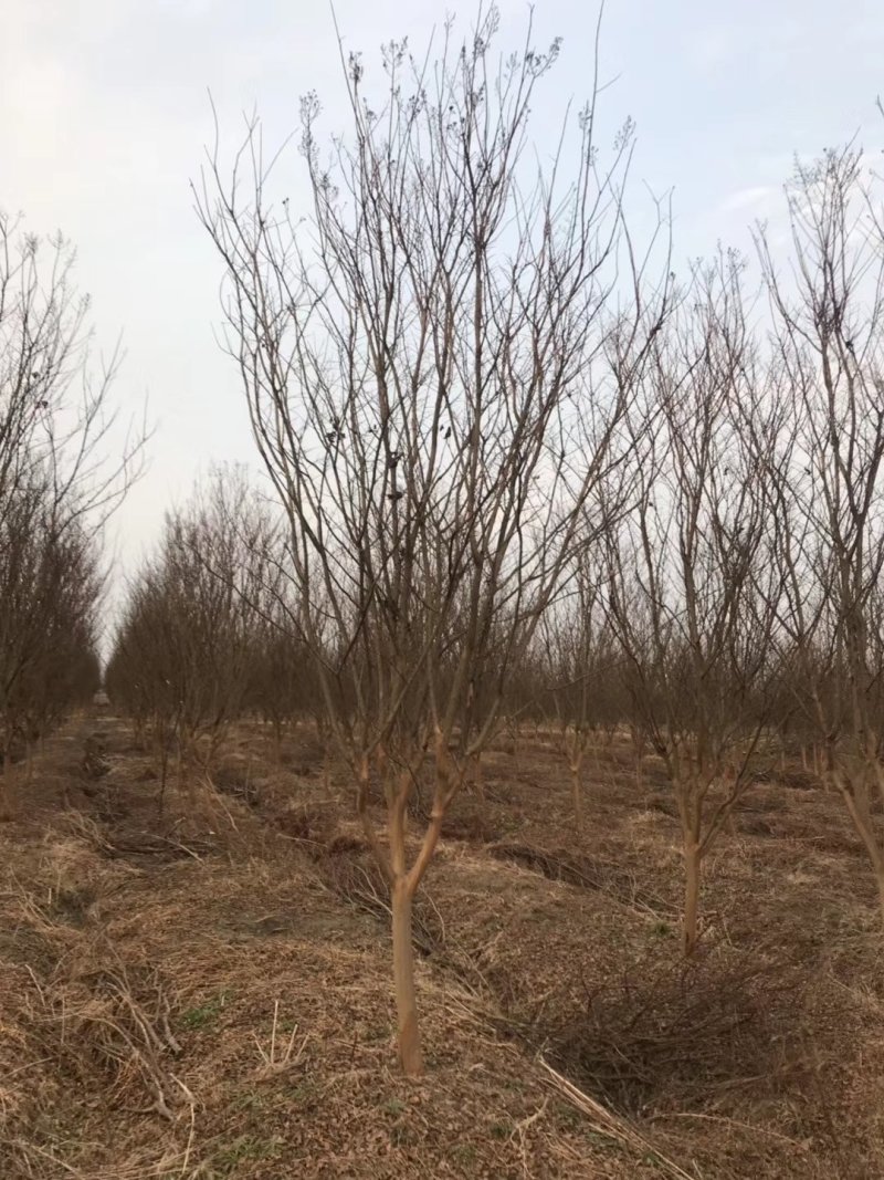 高干樱花基地批发价染井吉野樱花欢迎咨询