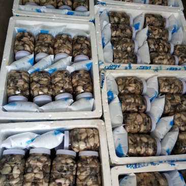 生蚝肉批发大量有货