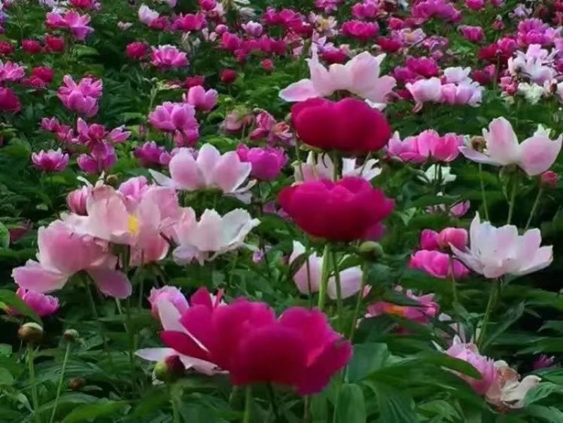白芍芽头、白芍芽、芍药芽头、赤芍芽头、白芍欢迎咨询选购
