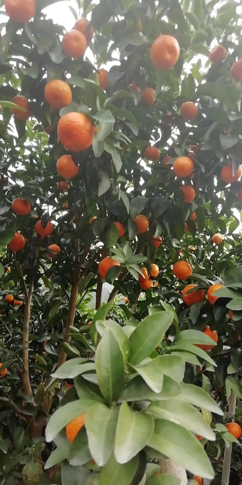 广西桂林市荔浦精品沙糖桔剪一刀包园都可以