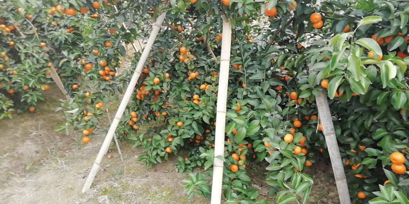 广西桂林市荔浦精品沙糖桔剪一刀包园都可以