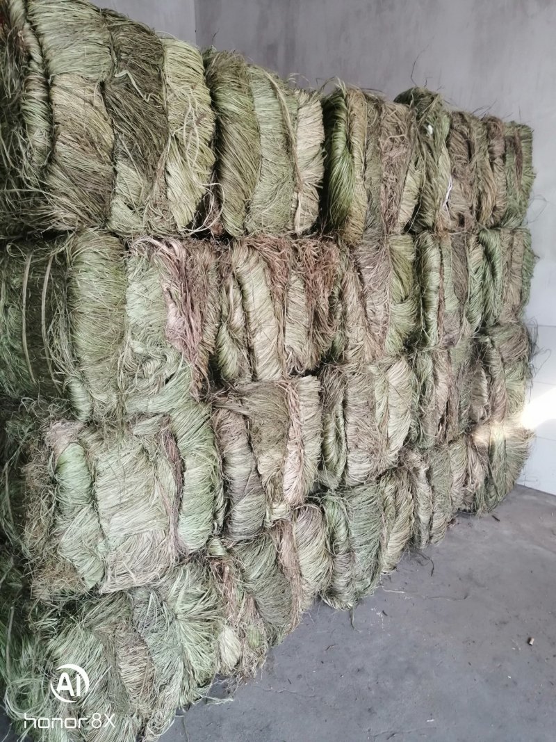 苎麻之乡一沅江，精品湘麻一湘株2号