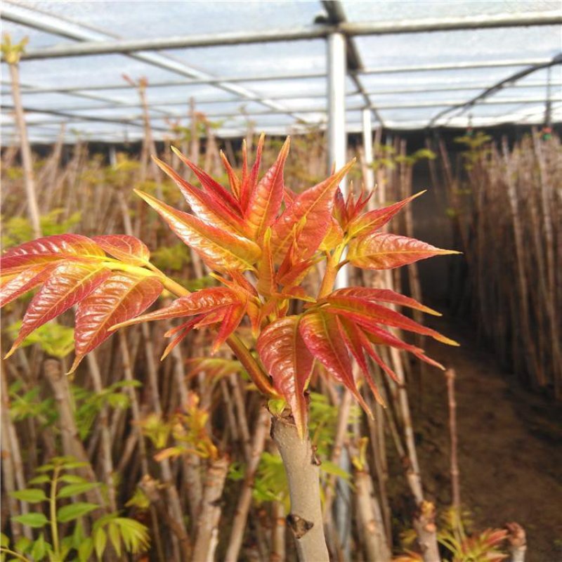 香椿种子红油香椿种子全新种子发芽率好全国包邮