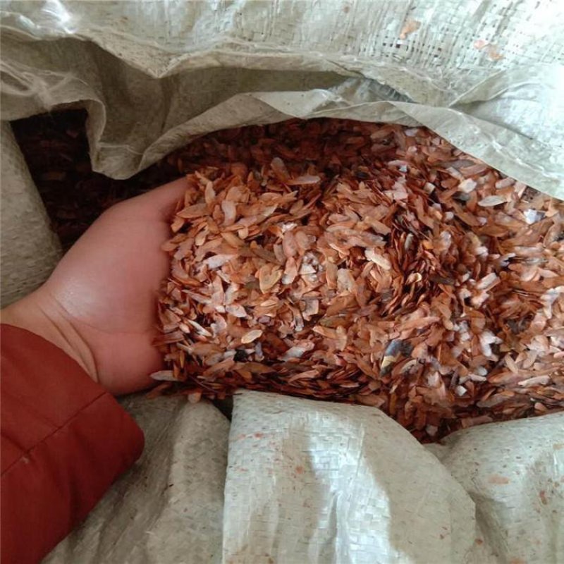 香椿种子红油香椿种子全新种子发芽率好全国包邮