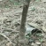 猕猴桃苗公分苗当年挂果树，保证品种，提供技术支持
