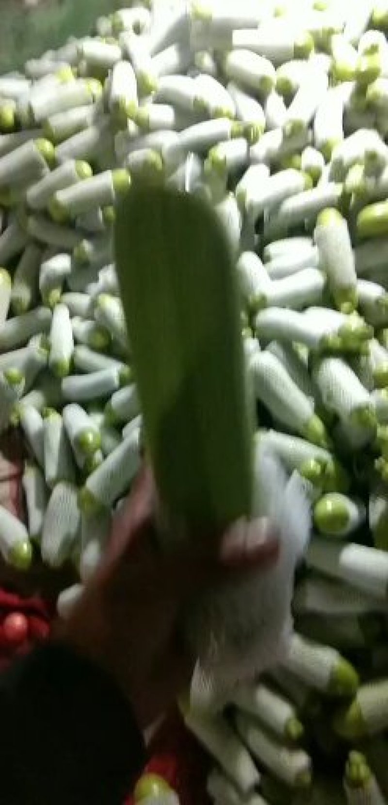 西葫芦，，，，，，，，